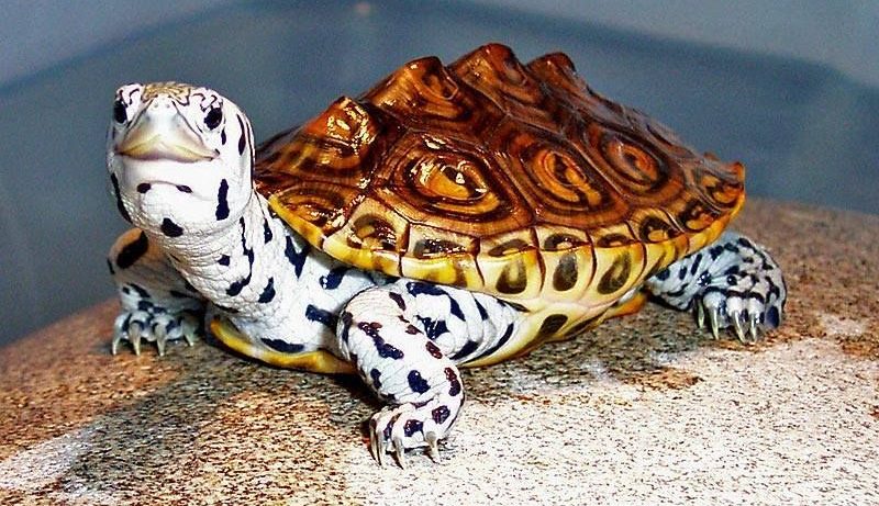 What is a Turtle/Terrapin?