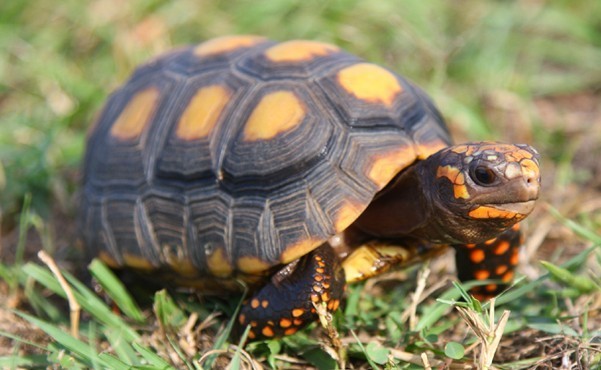 Tortoise Health