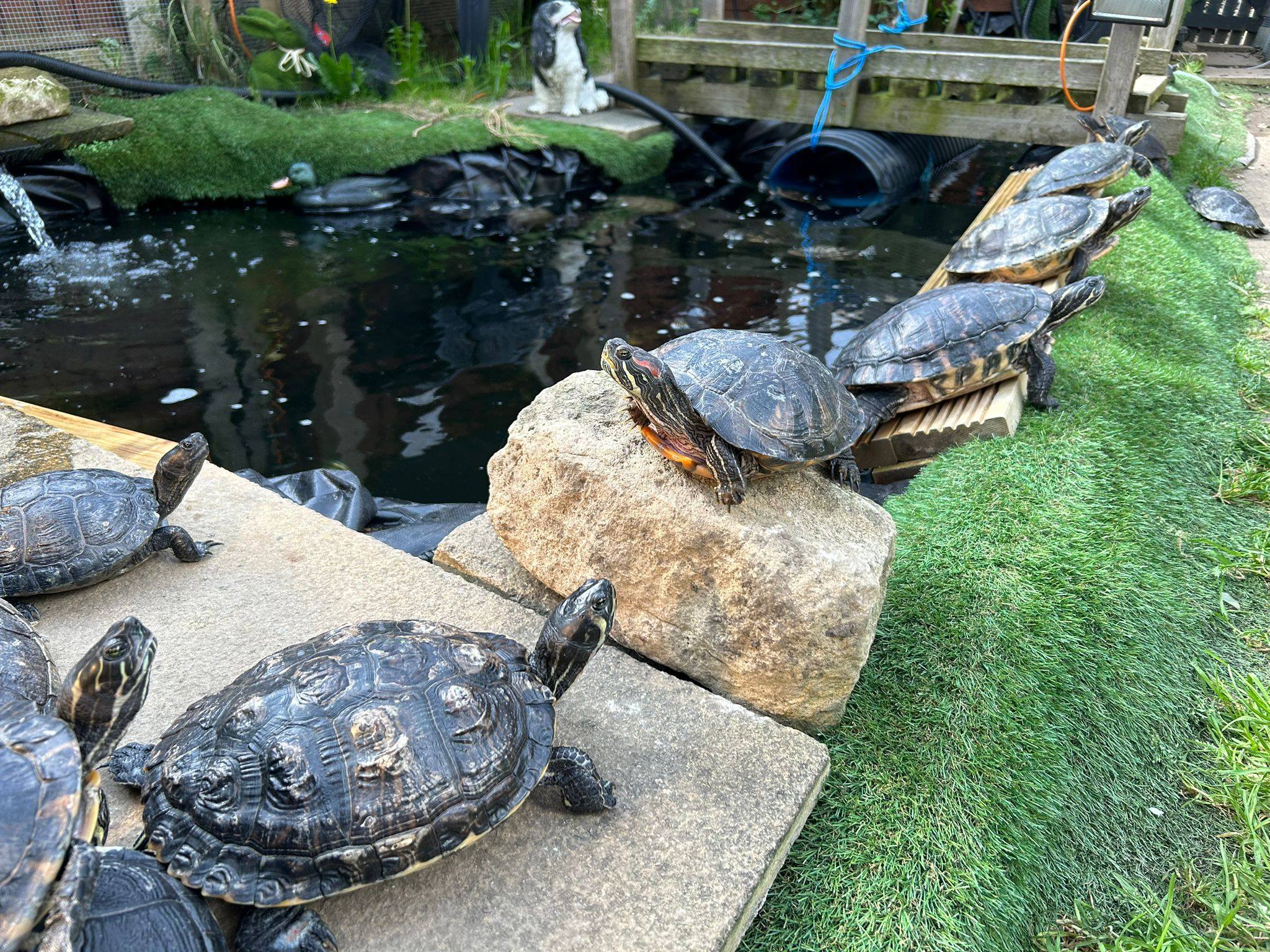 Identifying Terrapins/Turtles