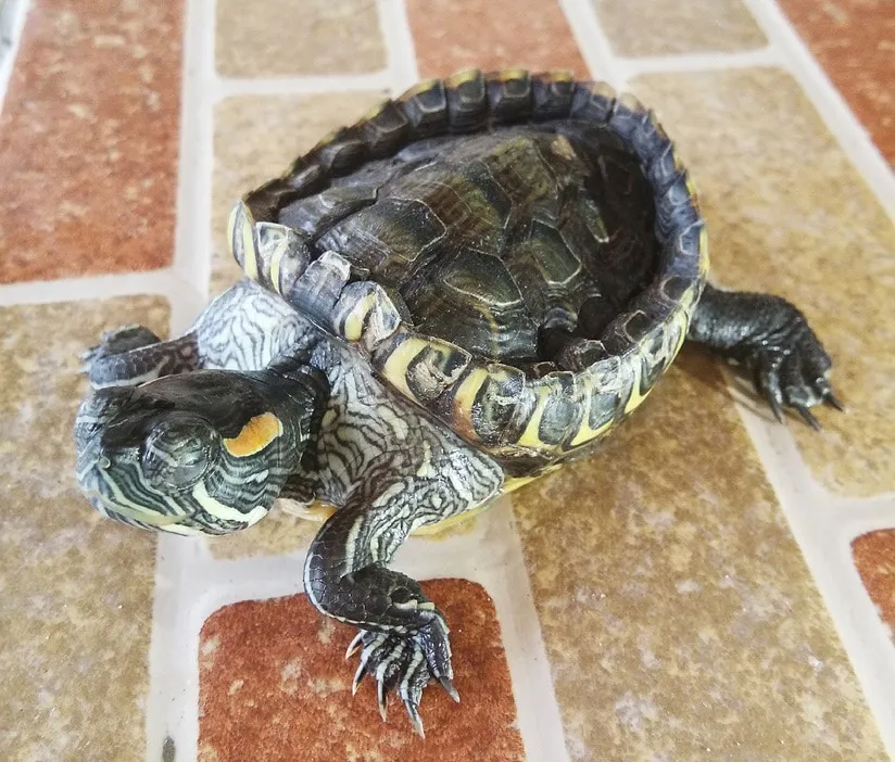 Metabolic Bone Disease In Terrapins