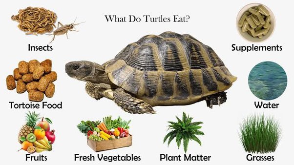Healthy Diet For Tortoises